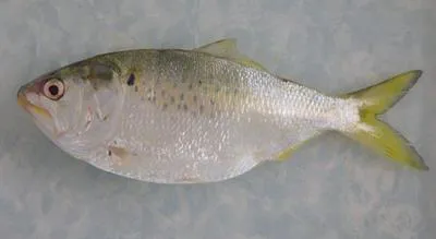 Gulf menhaden (Brevoortia patronus)