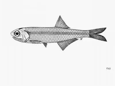 Gulf of Carpenteria anchovy (Stolephorus carpentariae)