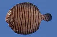 Gulf of Mexico fringed sole (Gymnachirus texae)