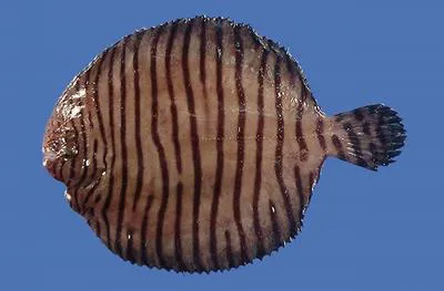Gulf of Mexico fringed sole (Gymnachirus texae)