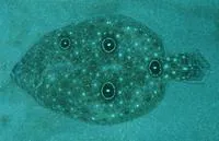 Gulf of Mexico ocellated flounder (Ancylopsetta ommata)