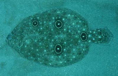 Gulf of Mexico ocellated flounder (Ancylopsetta ommata)
