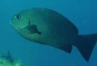 Gulf opal eye (Girella simplicidens)