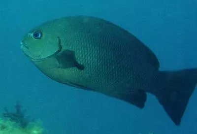 Gulf opal eye (Girella simplicidens)