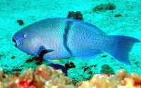 Gulf parrotfish (Scarus persicus)