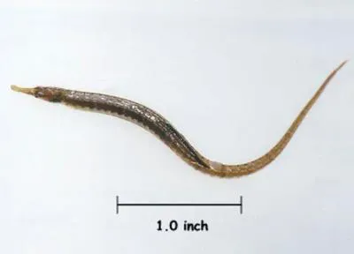 Gulf pipefish (Syngnathus scovelli)