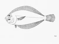 Gulf sanddab (Citharichthys fragilis)