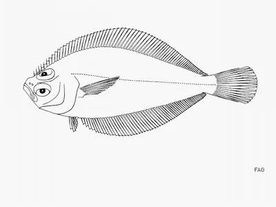 Gulf sanddab (Citharichthys fragilis)