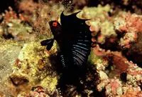 Gulf signal blenny (Emblemaria hypacanthus)