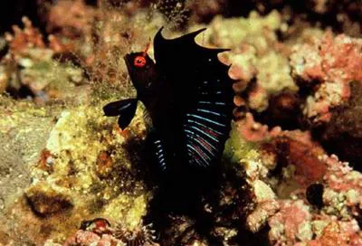 Gulf signal blenny (Emblemaria hypacanthus)