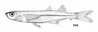 Gulf silverside (Atherinella alvarezi)