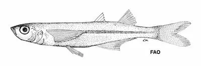 Gulf silverside (Atherinella alvarezi)