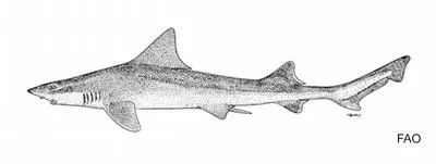 Gulf smoothhound (Mustelus sinusmexicanus)