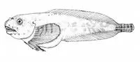 Gulf snailfish (Liparis coheni)