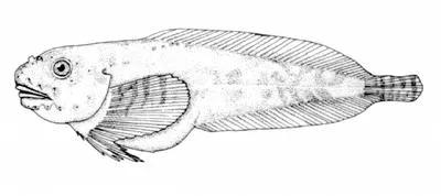 Gulf snailfish (Liparis coheni)