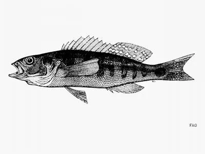 Gulf squirrelfish (Diplectrum sciurus)