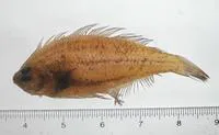 Gulf Stream flounder (Citharichthys arctifrons)