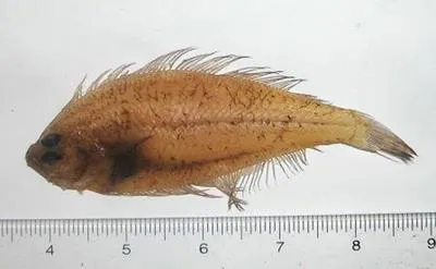 Gulf Stream flounder (Citharichthys arctifrons)