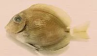 Gulf surgeonfish (Acanthurus randalli)