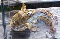 Gulf toadfish (Opsanus beta)