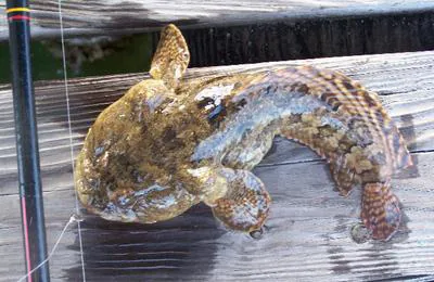 Gulf toadfish (Opsanus beta)
