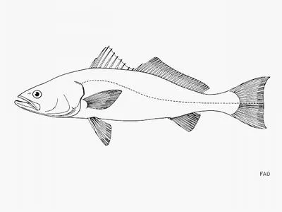 Gulf weakfish (Cynoscion othonopterus)