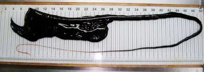 Gulper eel (Saccopharynx ampullaceus)