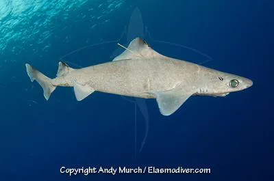 Gulper shark (Centrophorus granulosus)