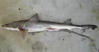 Gummy shark (Mustelus antarcticus)