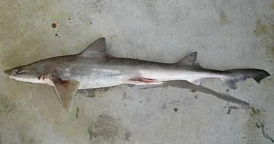 Gummy shark (Mustelus antarcticus)