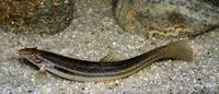 Guntea loach (Lepidocephalichthys guntea)
