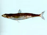 Gunther's lizard fish (Synodus kaianus)