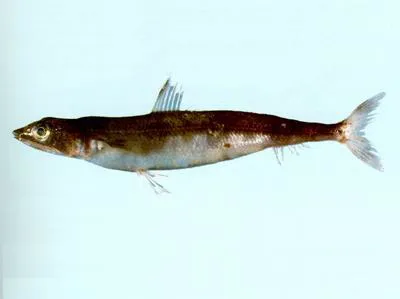 Gunther's lizard fish (Synodus kaianus)