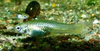 Guppy (Poecilia reticulata)