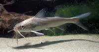 Guri sea catfish (Genidens genidens)