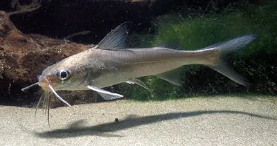 Guri sea catfish (Genidens genidens)