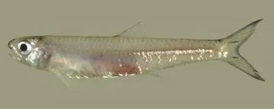 Guyana anchovy (Anchoviella guianensis)