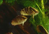 Guyana leaffish (Polycentrus schomburgkii)