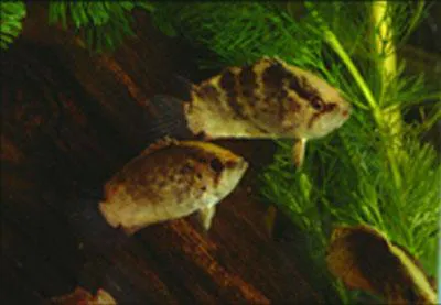 Guyana leaffish (Polycentrus schomburgkii)