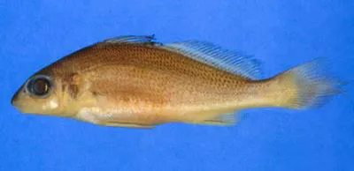 Guyanan croaker (Pachypops fourcroi)