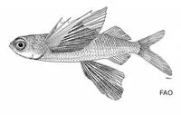 Gyre flyingfish (Prognichthys glaphyrae)