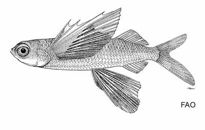 Gyre flyingfish (Prognichthys glaphyrae)