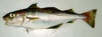 Haddock (Melanogrammus aeglefinus)