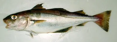 Haddock (Melanogrammus aeglefinus)