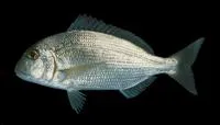 Haffara seabream (Rhabdosargus haffara)