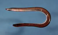 Hagfish (Myxine glutinosa)