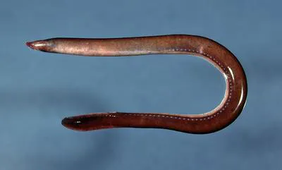 Hagfish (Myxine glutinosa)