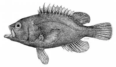Haifa grouper (Hyporthodus haifensis)