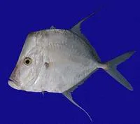 Hairfin lookdown (Selene brevoortii)