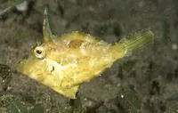 Hairfinned leatherjacket (Paramonacanthus japonicus)